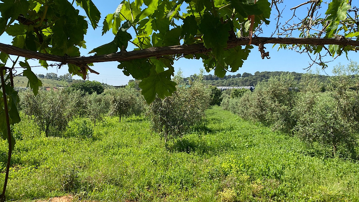 finca-el-juncal-posadas-cordoba-olijfbomen