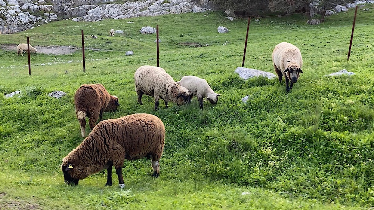 grazende-merino-schapen-grazalema-cadiz