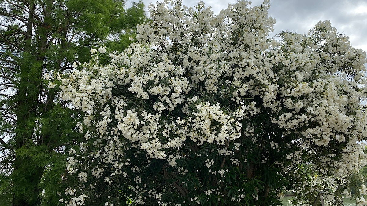 witte-bloemen-triana-sevilla