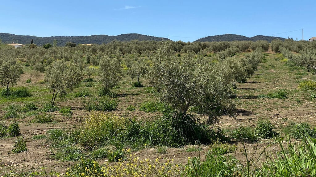 olijfbomen-arriate