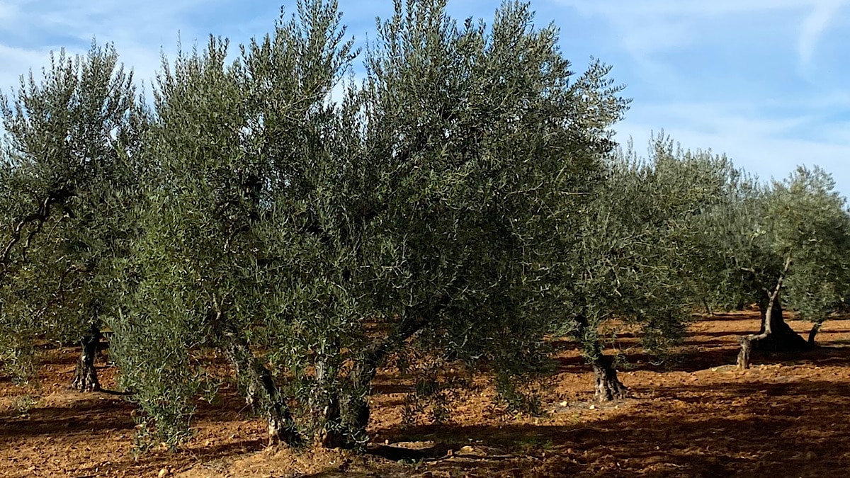 olijfbomen-utrera
