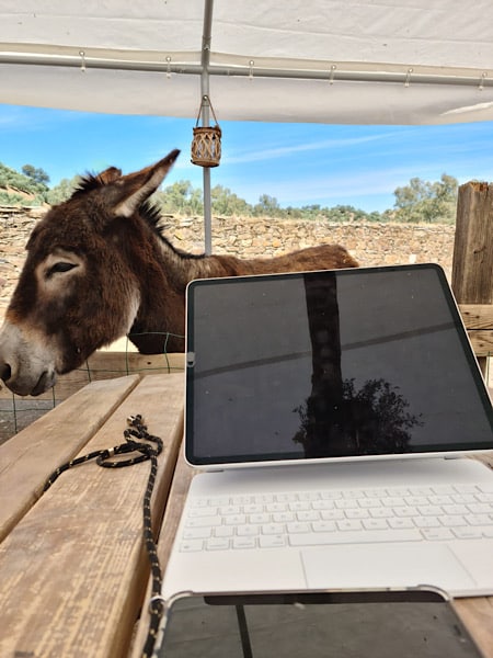ezel-werk-experience-alpacas