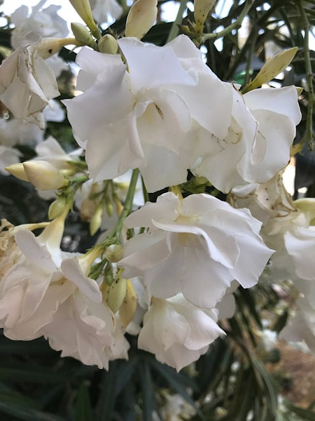 witte-bloemen-malaga
