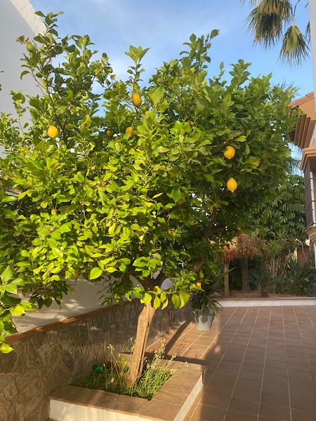 boom-met-citroenen