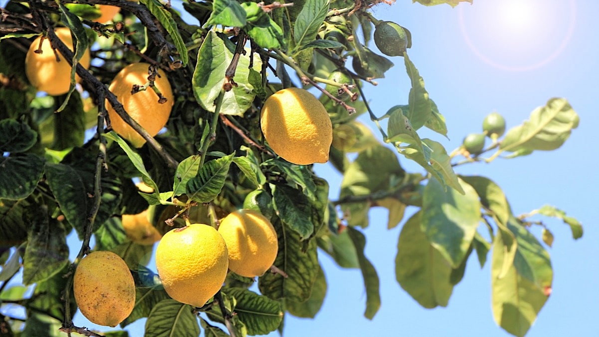 de-citroenen-in-de-tuin-van-casa-limon