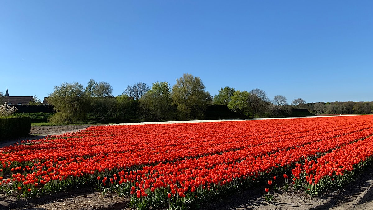 bloemen-in-nederland