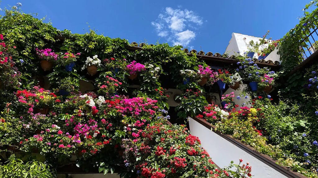 bloemen-struik-de-los-patios-de-cordoba