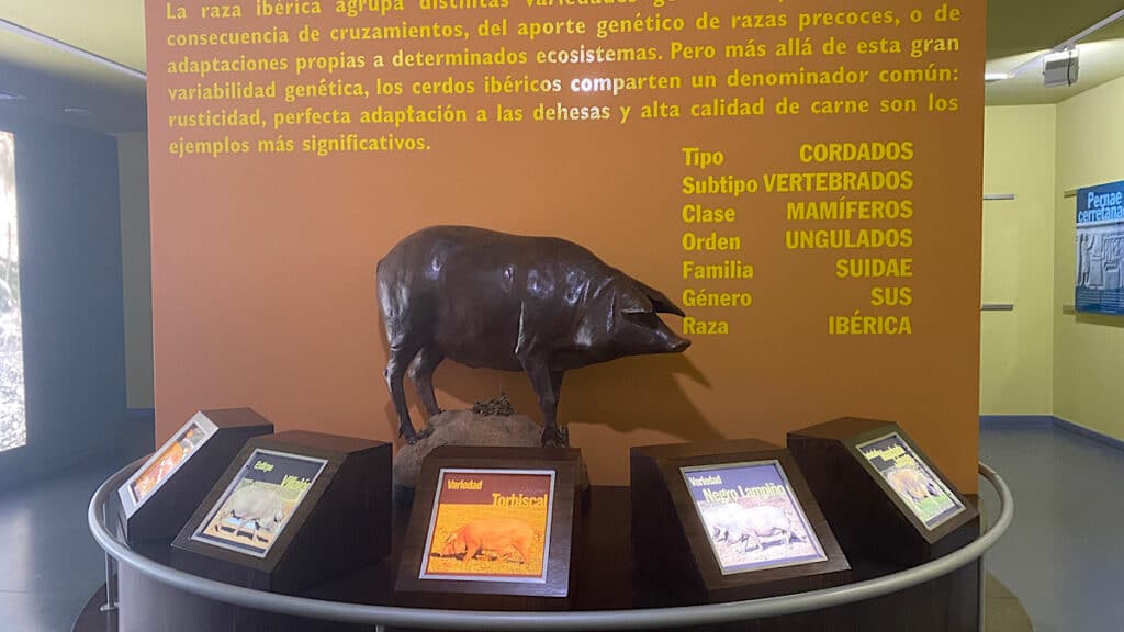 beeld-van-een-varken-in-museo-del-jamon