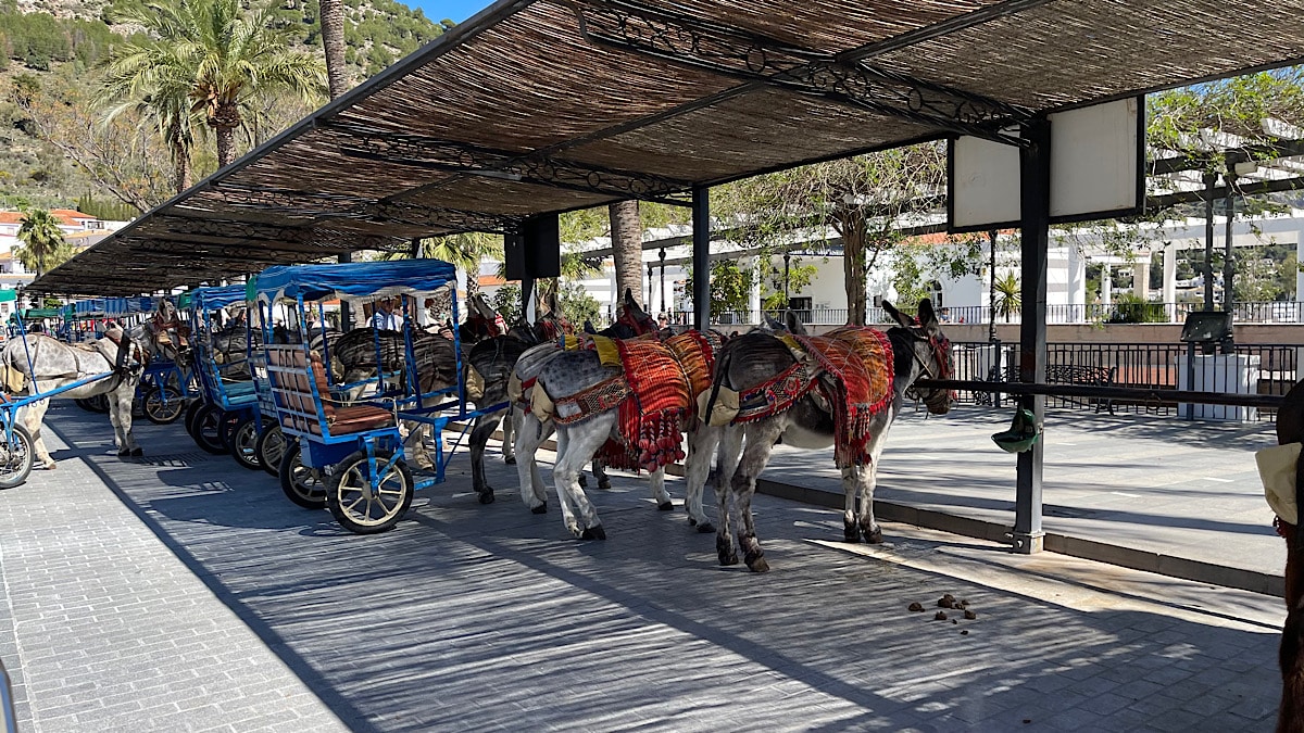 burro-taxi-in-mijas