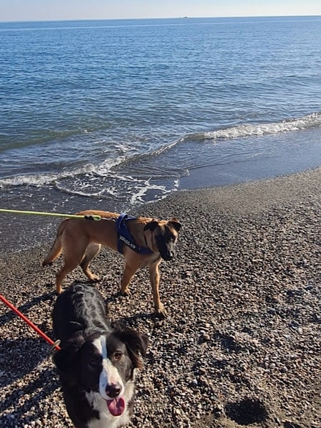 de-honden-op-het-strand