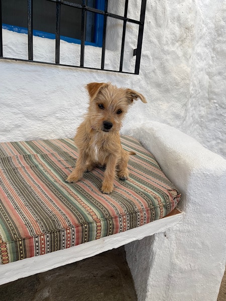 hondje-bij-cuevas-andalucia