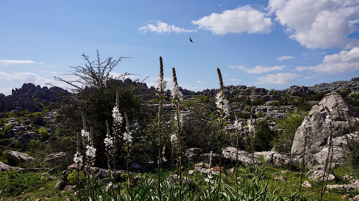 flora-fauna-torcal-de-antequera-andalucia