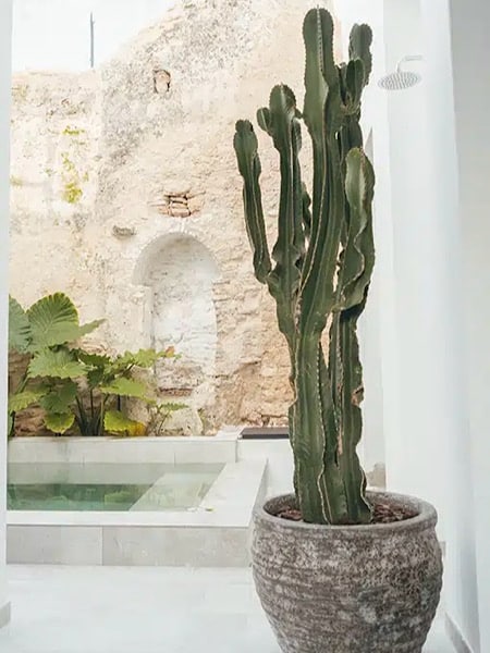 cactusplant-bij-patio-de-la-luz