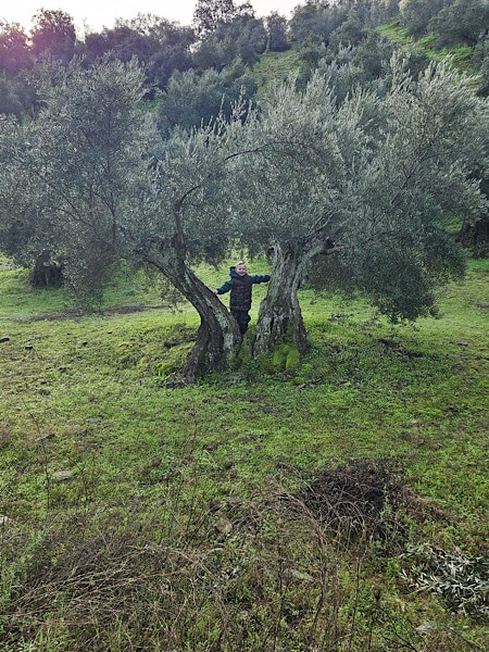 experience-alpacas-montoro-cordoba-olijfboom