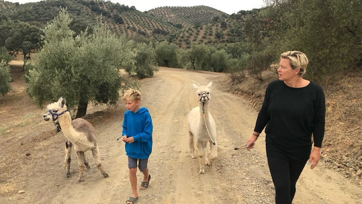 wandelen-experience-alpacas-in-andalucia-montoro-cordoba