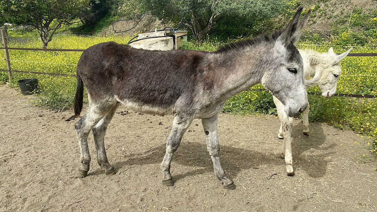 donkey-dreamland-mijas-andalusie-ezelmaatjes