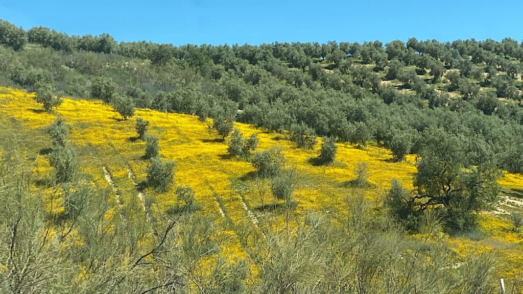 landschap-omgeving-loja-granada-andalusaie-voorjaar