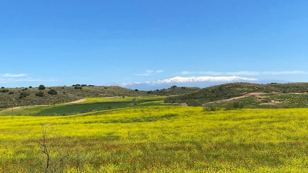 sierra-nevada-granada-met-bloemenveld