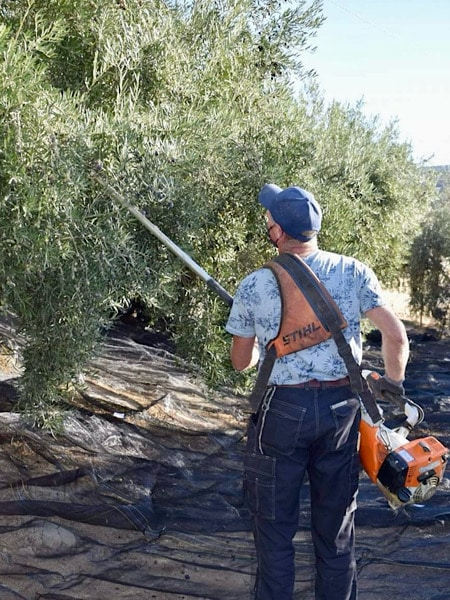 geertjan-aan-het-werk-olijfboomgaard-algarinejo