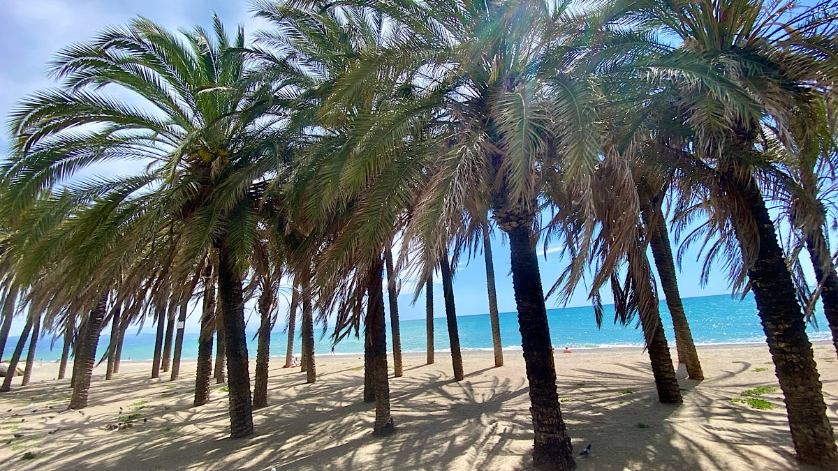 palmbomen-torremolinos