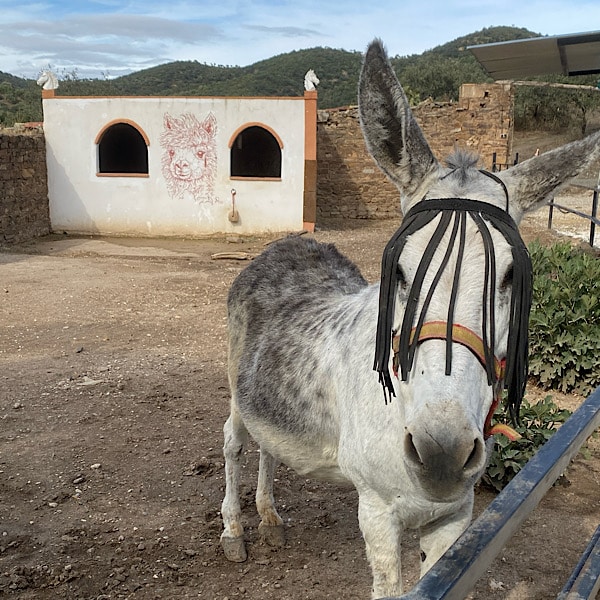 ezel-experience-alpacas-montoro-andalusie