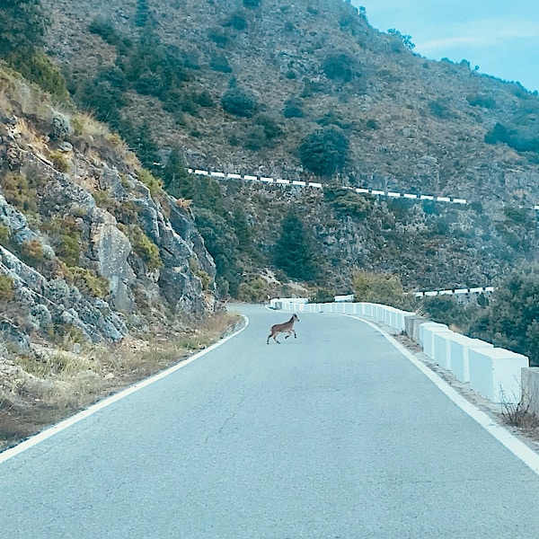 overstekend-steenbokje-sierra-de-grazalema