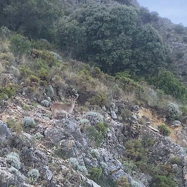 steenbok-sierra-de-grazalema