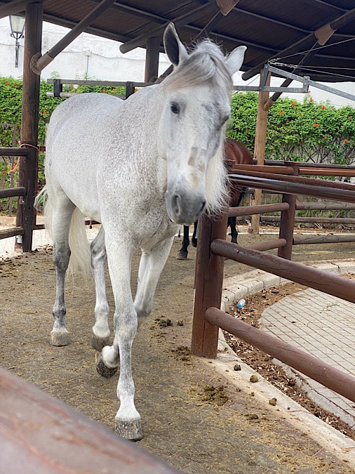 andalusisch-paard-jerez-de-la-frontera