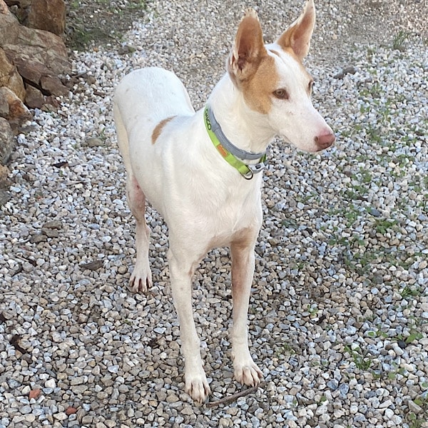 chico-hond-casa-la-quinta-riogordo