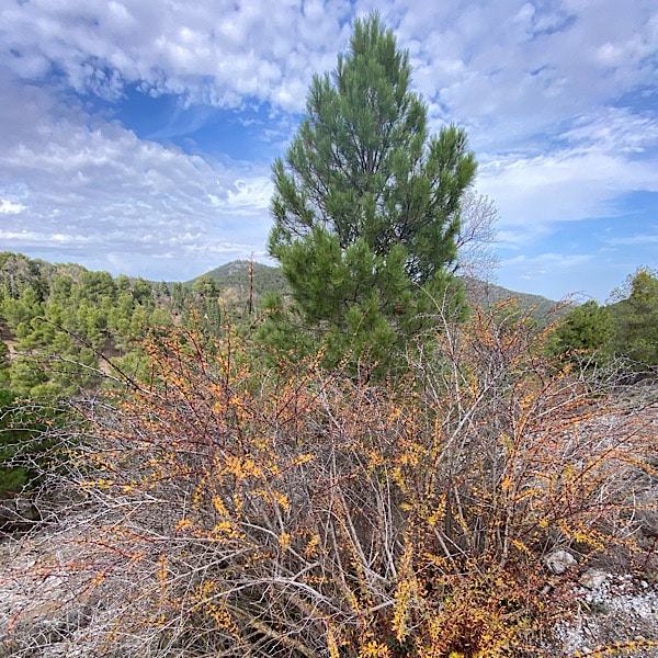 sendero-de-narvaez-sierra-de-baza-granada