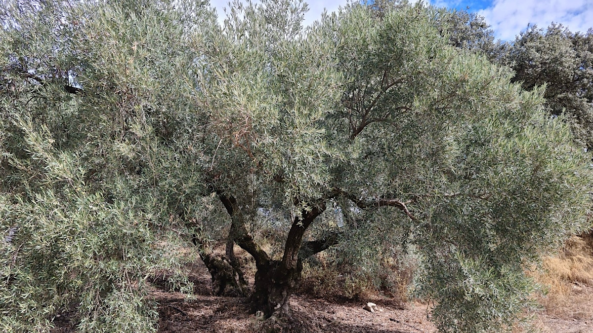 olijfboom-casa-valle-de-oro-malaga