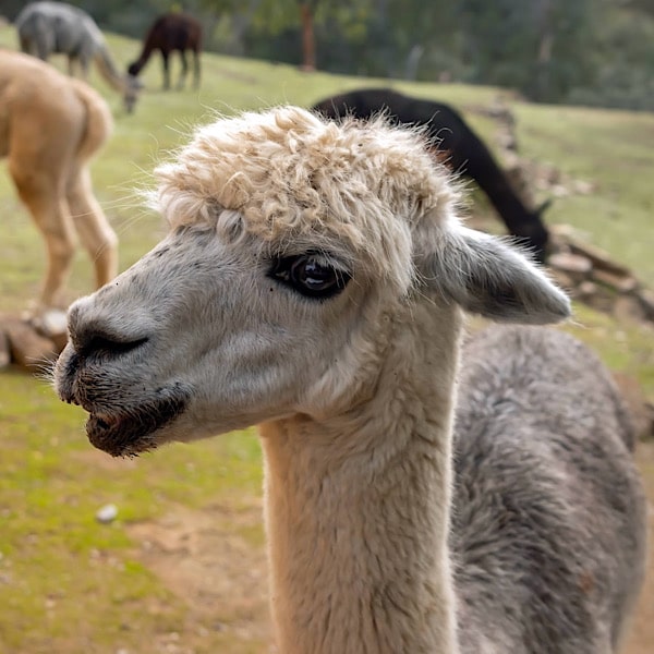 alpaca-experience-alpacas-in-andalucia-montoro-cordoba