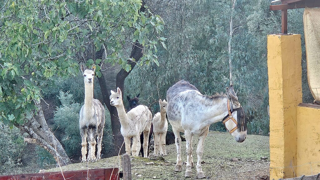 alpacas-en-ezels-experience-alpacas-montoro-cordoba