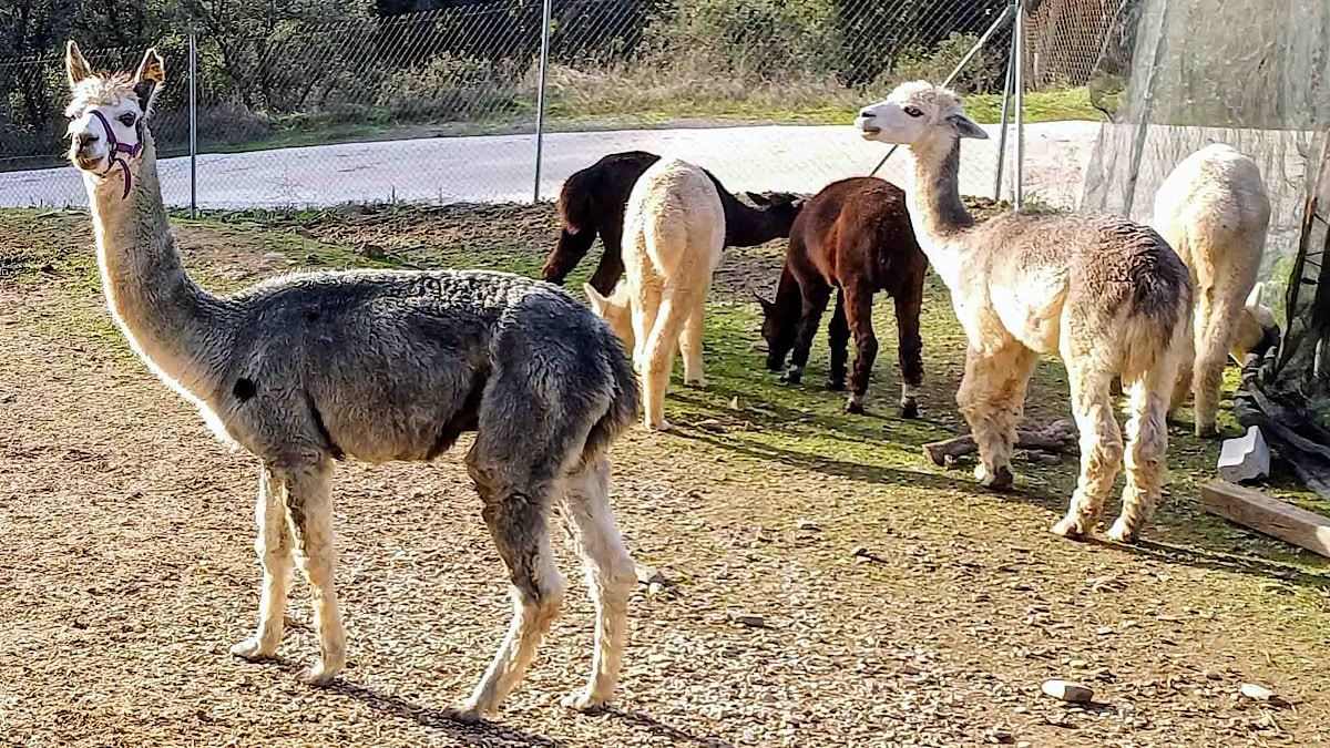 experience-alpacas-montoro-cordoba-alpacas