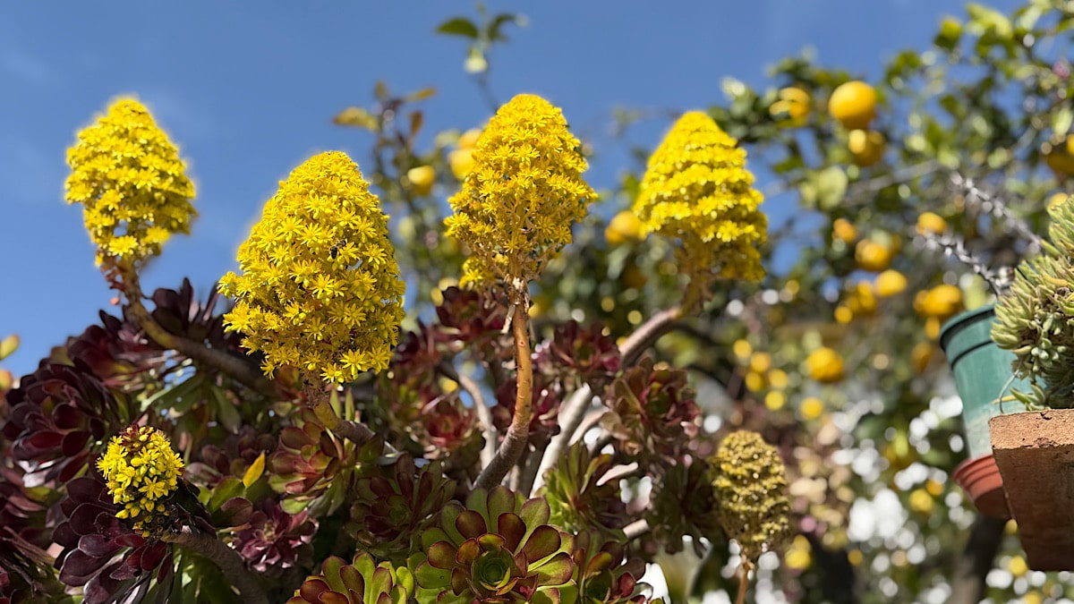 bloemen-in-colmenar-malaga
