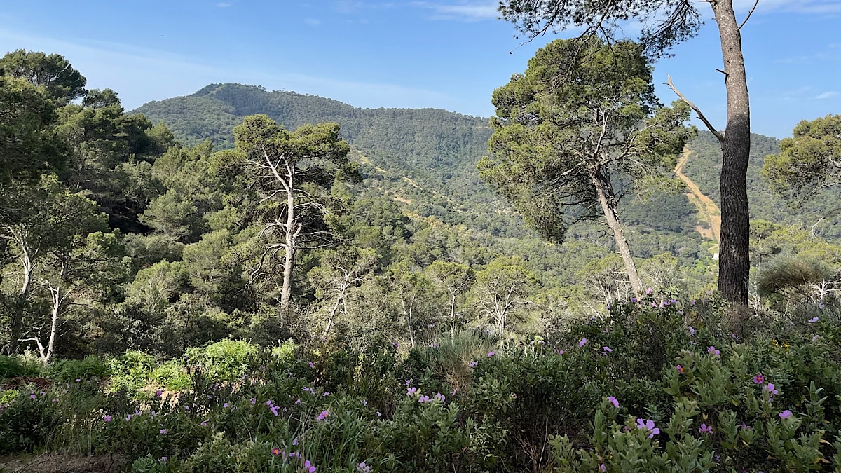 fraaie-bloemen-in-montes-de-malaga