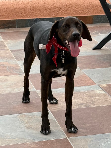 hond-soy-bij-casa-fuente-del-andaluz