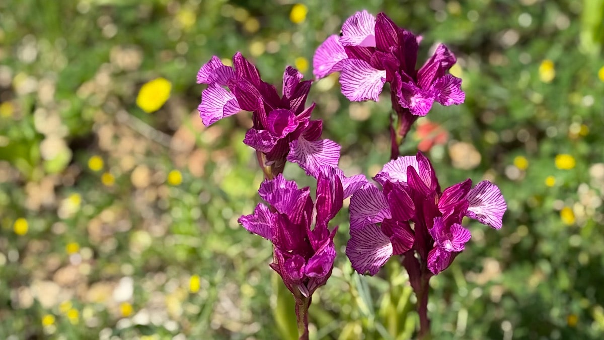 montes-de-malaga-rosepaarse-bloemen
