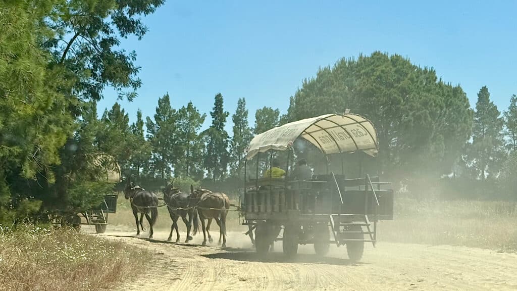 almonte-zijweg-met-koetsen-muilezels-en-paarden-huelva
