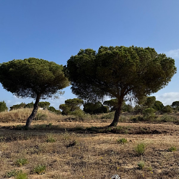 bomen-nationaal-park-donana-huelva