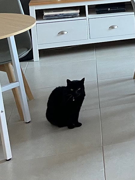 een-van-de-katten-in-de-woonkamer-bij-de-benb