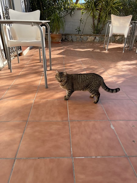 een-van-de-katten-op-het-terras-van-casa-nuestro-sueno