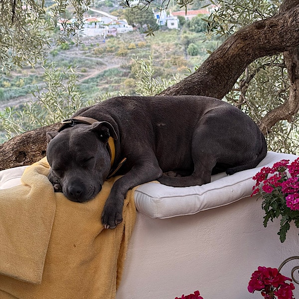 hond-coco-finca-conchales-torrox-malaga