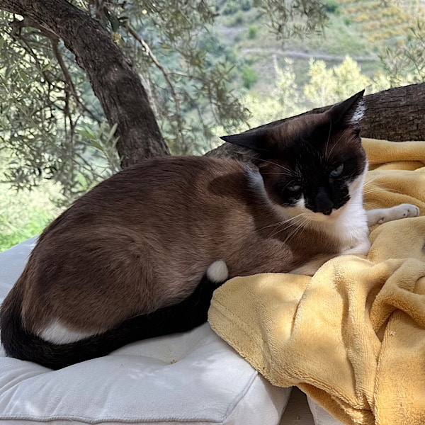 kat-azul-finca-conchales-torrox-malaga