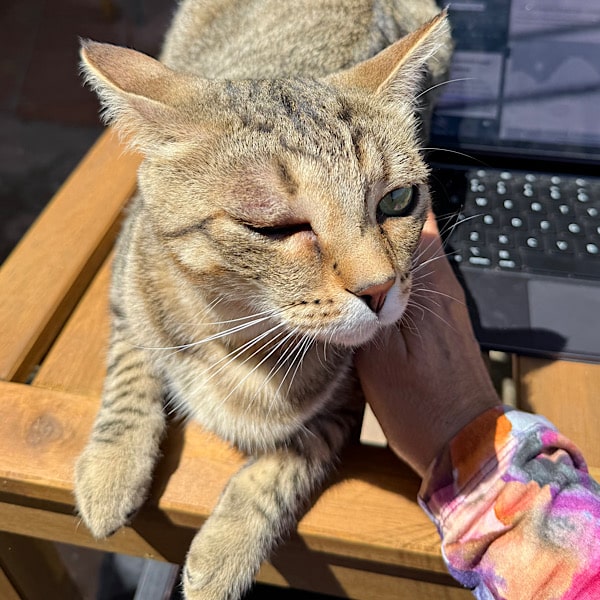 kat-finca-conchales-torrox-malaga