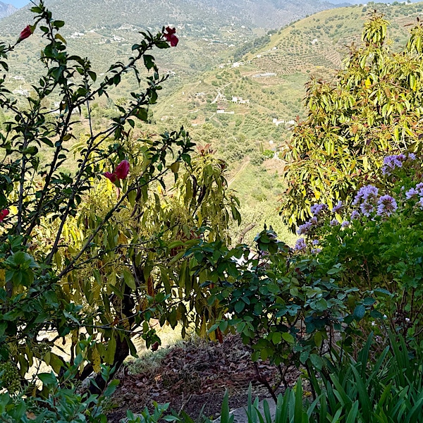 natuuromgeving-finca-conchales-torrox-malaga