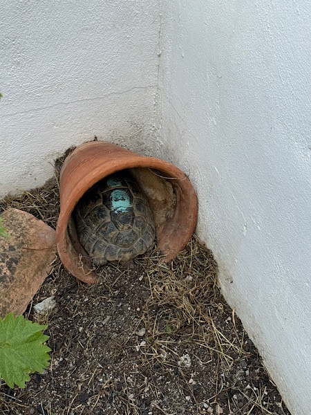 schildpadden-bij-de-benb-casa-nuestro-sueno