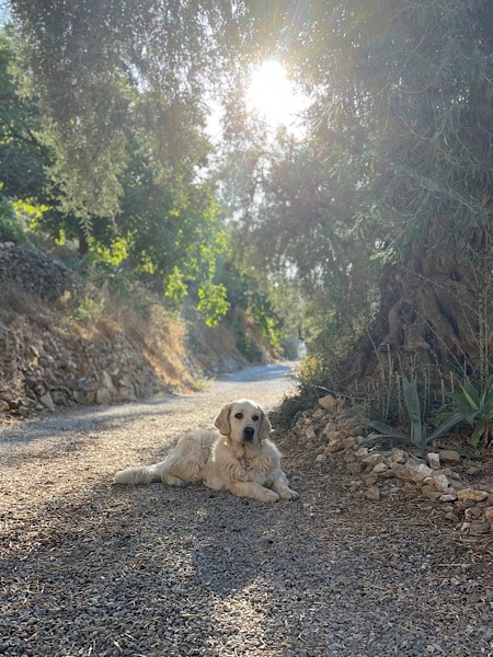 de-hond-op-het-terrein-bij-finca-floretta