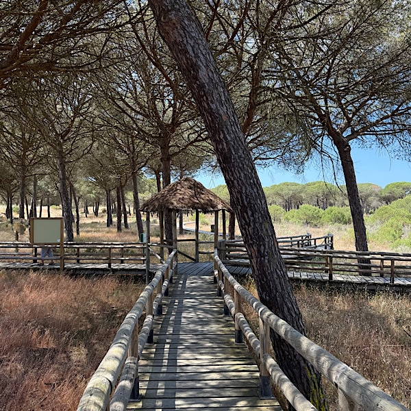 el-acebuche-goed-aangelegde-wandelpaden-op-houten-vlonders