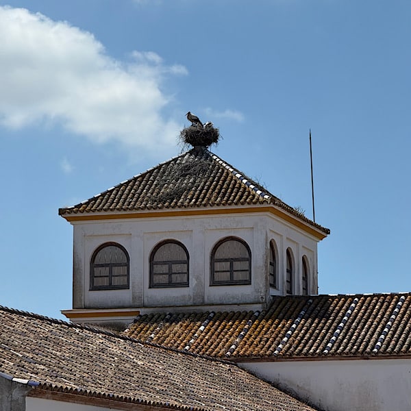 ooievaars-op-dak-bezoekerscentrum-el-acebuche-in-provincie-huelva